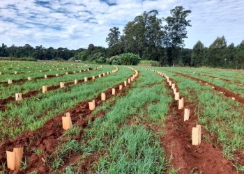La llegada de las lluvias causará buenos efectos en la producción