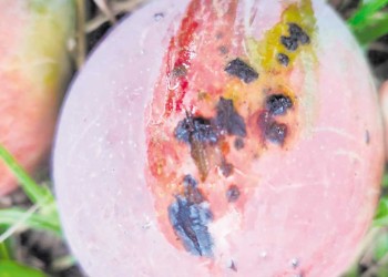 Detectan enfermedad de la mancha negra bacteriana en los mangos