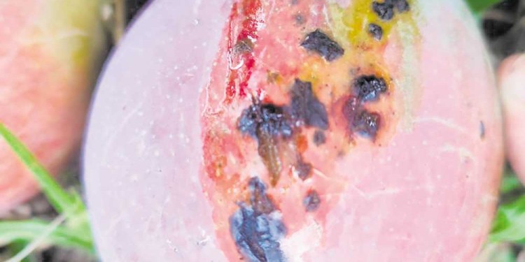 COMPLICADO. Recordaron que la mancha negra bacteriana es una enfermedad muy difícil de controlar.