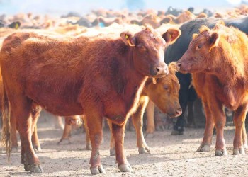 Los efectos de la sequía se prolongan a pesar de las lluvias