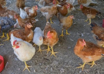 Gripe aviar en Corrientes: aislaron a una familia y sacrificaron 60 animales