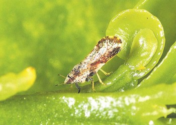 Alerta en Tucumán y Catamarca por “chicharrita de los cítricos”