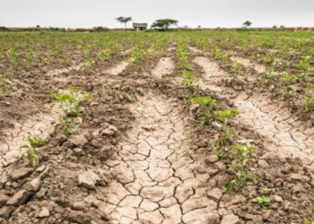 Sequía: advierten que el golpe económico para el agro puede ser más grave