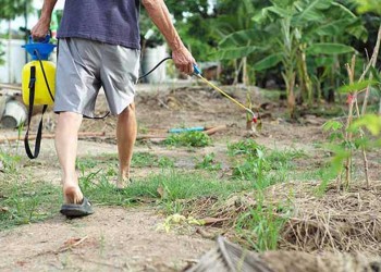 Evalúan la alta toxicidad de los insecticidas de uso doméstico