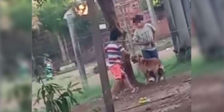 FILMACIÓN. Los chicos tenían amarrado al perro a un árbol y les daban patadas, observados por personas adultas.