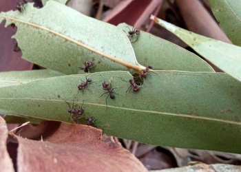 Buscan cómo manejar a las hormigas cortadoras