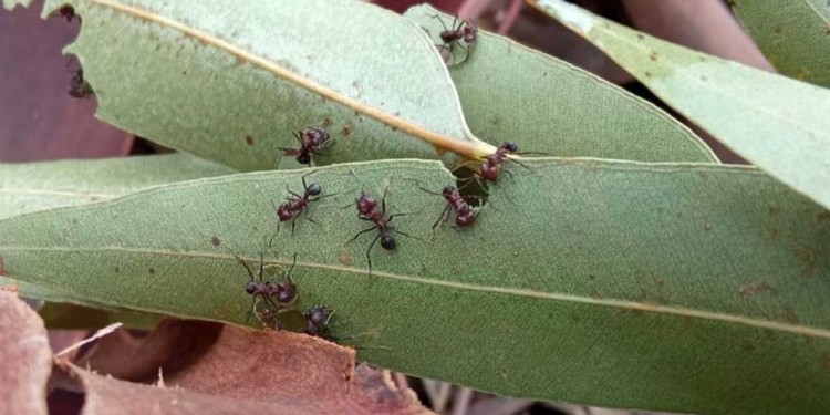 RABAJO. Apuntan a disminuir las pérdidas que provocan en el sector productivo.