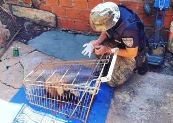 Un mono caí en cautiverio y una garza a la intemperie fueron rescatados en Posadas