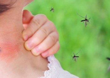 Fuerte aumento de casos de chikungunya en Argentina