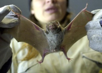 Alerta en Posadas por caso de rabia en un murciélago urbano insectívoro