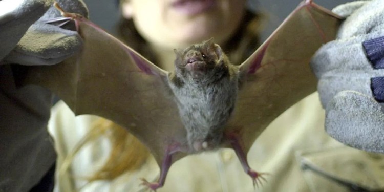 PRECAUCIÓN. Si alguien ve un murciélago con dificultades para volar debe avisar al SENASA, al Ministerio de Ecología o a la Municipalidad.