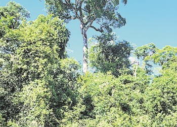 Ecosanación: Palo Rosa, uno de los más altos valores para amar