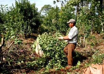Se acordó un aumento de 60% para los peones rurales de Misiones