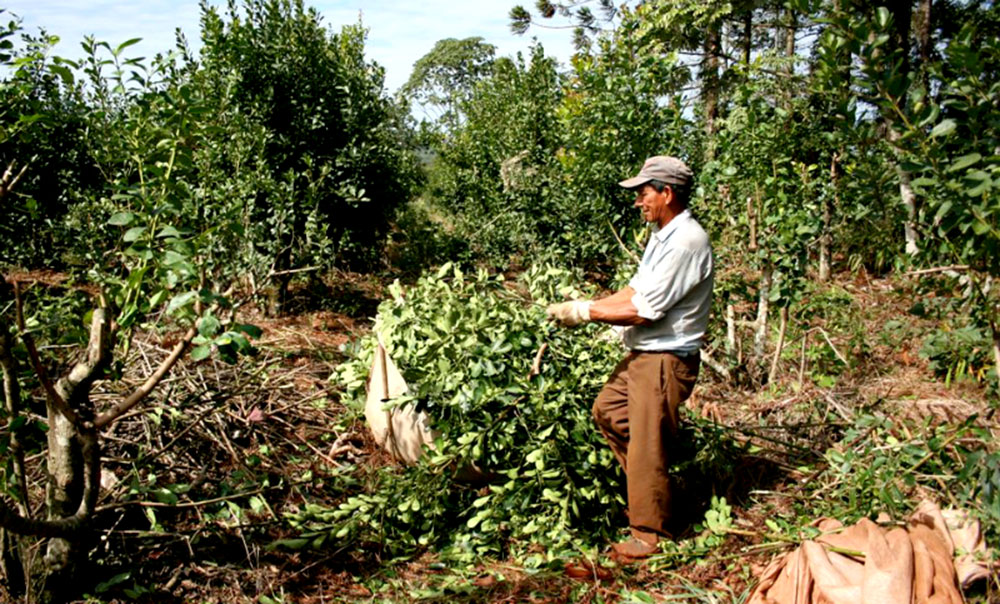 Yerba Mate: insisten en que se cumplan “remuneraciones pactadas y buenas condiciones de trabajo”