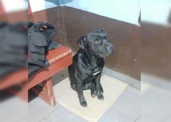 Buscan a los dueños de un cachorro pitbull en Oberá