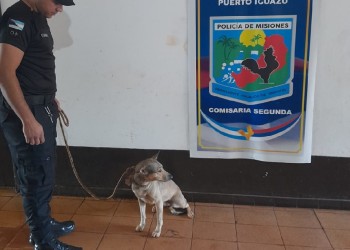 Rescatan a una perra en estado de abandono en Puerto Iguazú