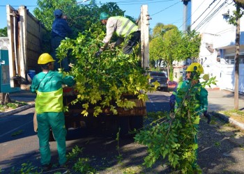La temporada de podas en Posadas comenzará el 2 de mayo próximo