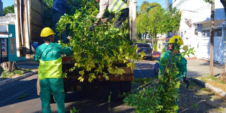 NO ANTICIPARSE. Desde la Comuna capitalina aclararon que las podas que realizan actualmente, son de despeje del tendido eléctrico o cuando las ramas tapan algún semáforo, señal de tránsito, entre otras situaciones.
