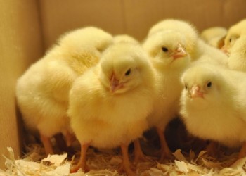 Mientras que productores se quedaron sin pollos, un candidato a intendente los regala