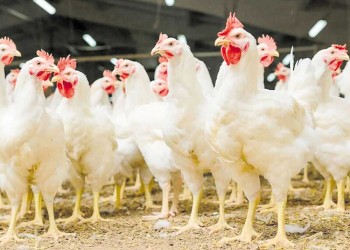 Gripe aviar: avanzan en protocolo para los feriantes de la provincia