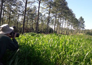 La llegada de las lluvias causará buenos efectos en la producción