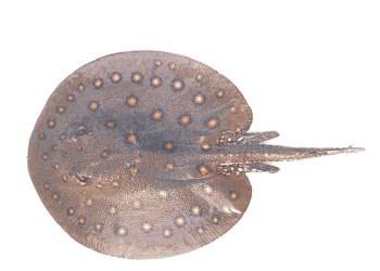 Peces del río Paraná: ¿qué sabemos de las rayas?