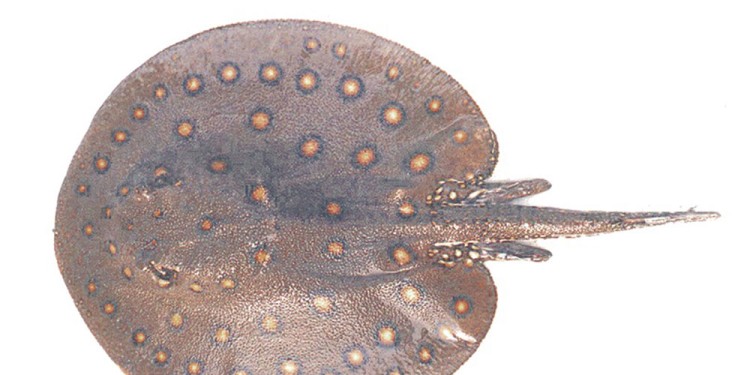 (Foto: Danilo Aichino)