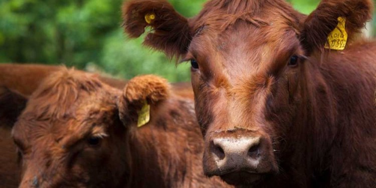IMPORTANCIA. En Argentina las campañas de vacunación son un pilar fundamental para la prevención de enfermedades.