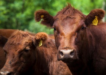 Recomendaciones para la vacunación antiaftosa