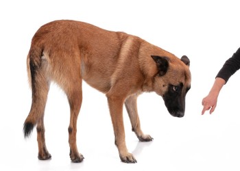 Señales de que tu perro tiene miedo