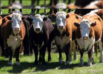 Productores ganaderos pierden hasta $20.000 por novillo terminado