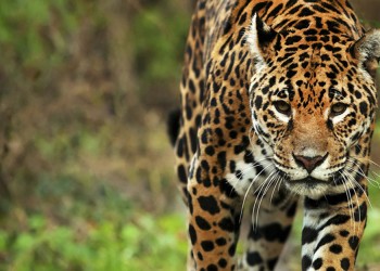 “Descubriendo al Yaguareté”, muestra itinerante que este finde se puede visitar en el Parque Iguazú