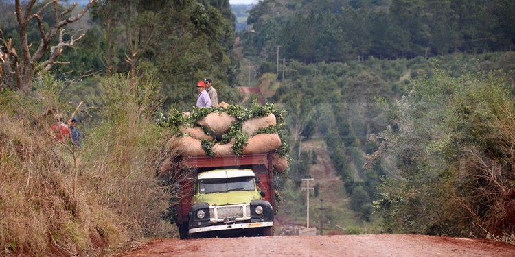 Desde el sector aseguran que los pequeños productores serán los más perjudicados tras la desregulación del mercado de la yerba mate en Argentina