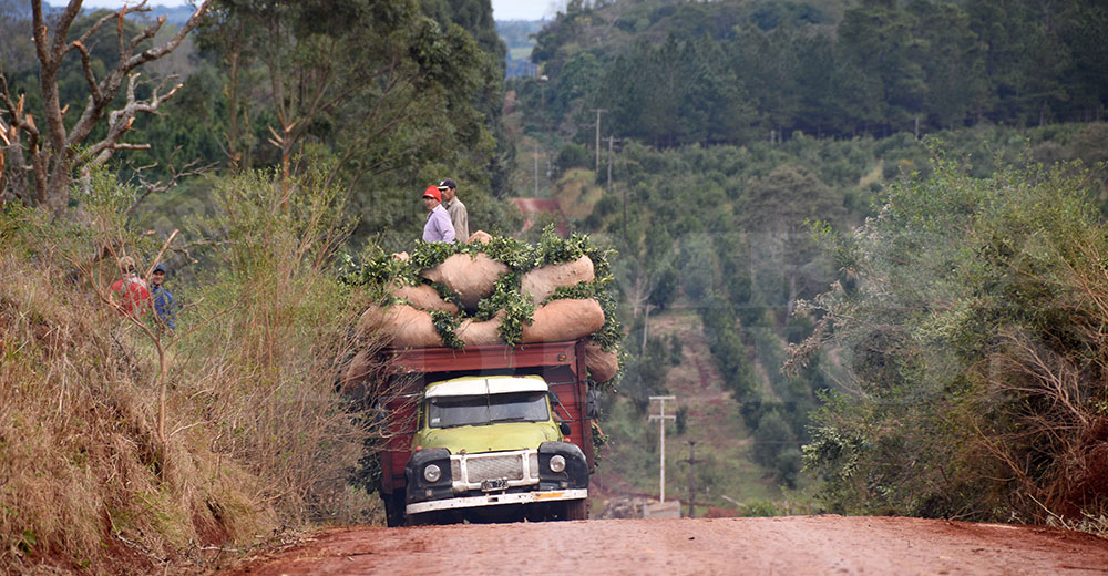 “No será solo un problema de precios en el sector, sino también el ingreso de yerba de otros países”