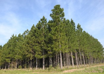 Dueños de la madera: dónde están y cuáles son las 10 forestales más grandes del país