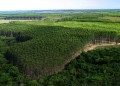 Dueños de la madera: dónde están y cuáles son las 10 forestales más grandes del país