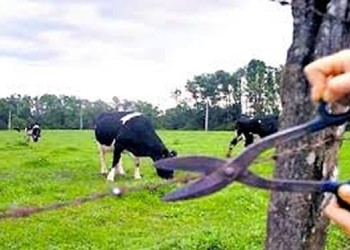 En Eldorado, los Lowe fueron nuevamente víctimas de abigeato