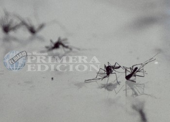 A tres años de iniciado el proyecto, los Aedes estériles aún no fueron liberados