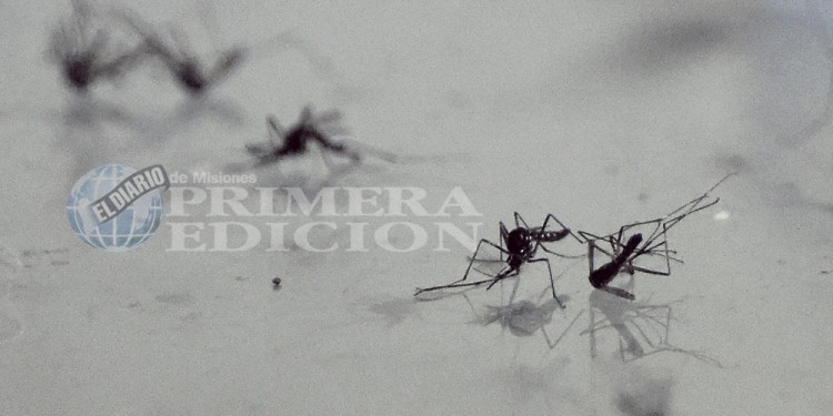 ESTRATEGIA. Para que asegurar la elección de la hembra, deberán liberarse diez machos estériles por cada mosquito salvaje.