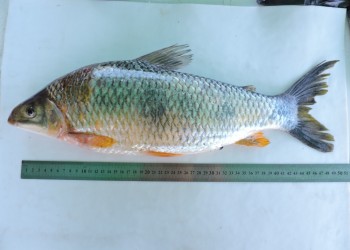 Peces del río Paraná: la boga