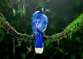 Muestra “Araucarias y aves de Misiones” en el Museo Yaparí