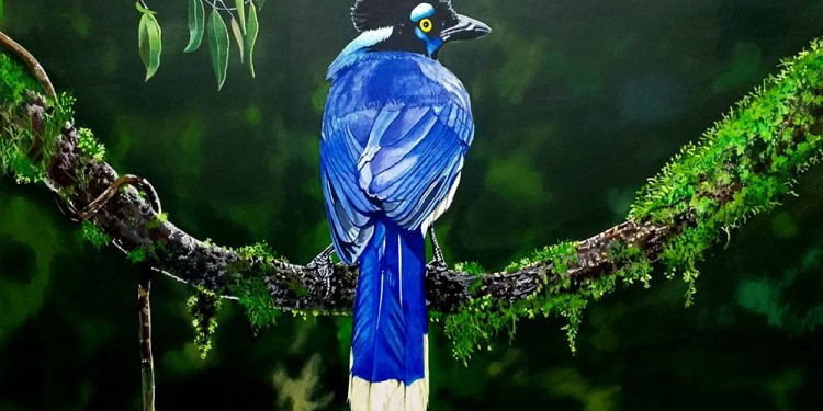 ARTE Y CONCIENCIA. Ernesto Tabbia presenta la muestra “Araucarias y aves de Misiones” que plasma la biodiversidad de la provincia.