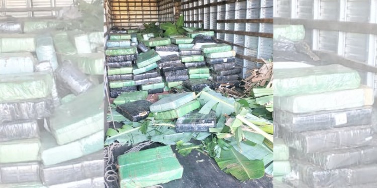 CANNABIS AL POR MAYOR. En un burdo intento por cubrir el olor colocaron hojas de banana sobre la marihuana.