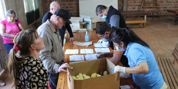 FIN DE LA ESPERA. El primer transporte de pollitos bebés llegó a Misiones.