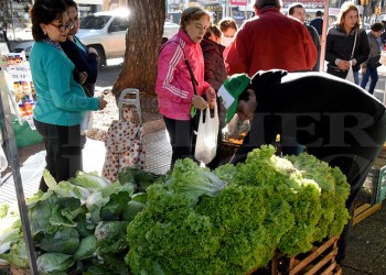 Preocupa a feriantes el retraso del frío porque afecta la producción de temporada
