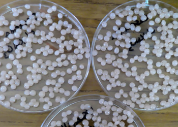 Desarrollaron fertilizante ecológico en base a desechos de mandioca