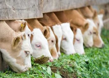 Tiempo de pasturas diferidas para atravesar el invierno