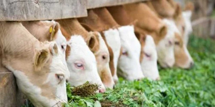 RESERVA DE FORRAJES. De acuerdo a las capacidades tecnológicas y a la infraestructura los productores pueden encarar la temporada para acopiar comida.