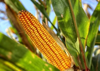 La producción de maíz de primera registró una caída del 55%