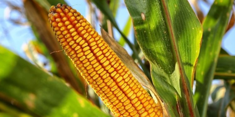 COMPLICACIONES. “Los productores optaron por destinarlo al consumo directo del animal”, señalaron.